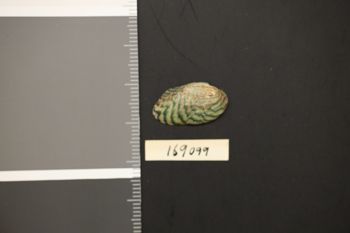 Media type: image;   Malacology 169099 Description: Preserved specimen.;